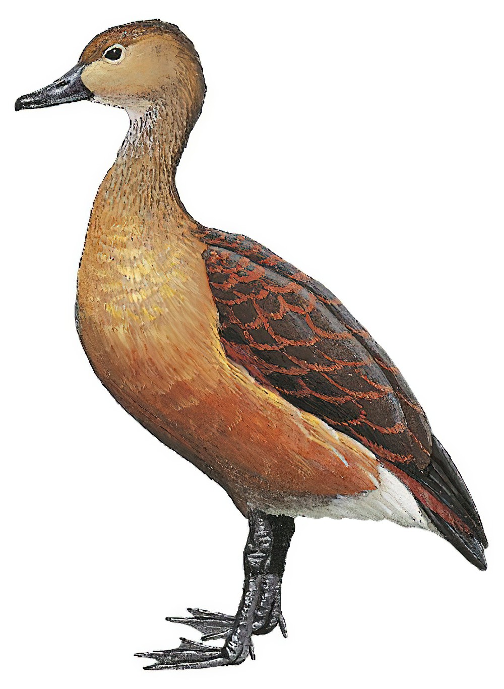 Lesser Whistling-Duck / Dendrocygna javanica