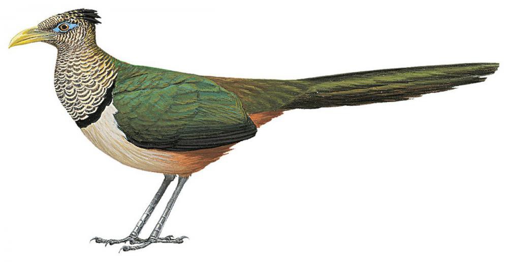Rufous-vented Ground-Cuckoo / Neomorphus geoffroyi