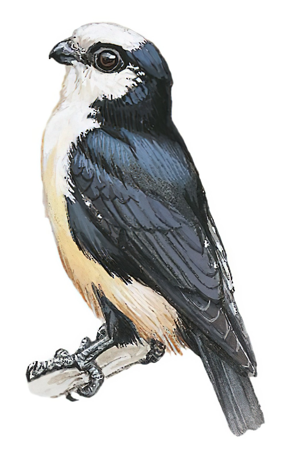White-fronted Falconet / Microhierax latifrons