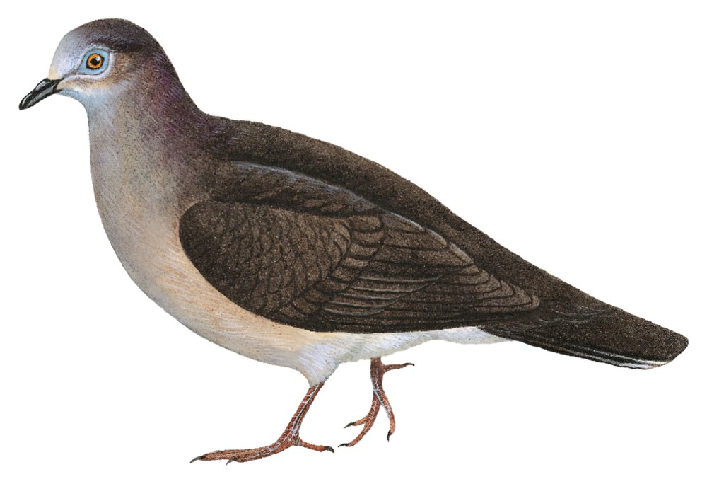 Large-tailed Dove / Leptotila megalura