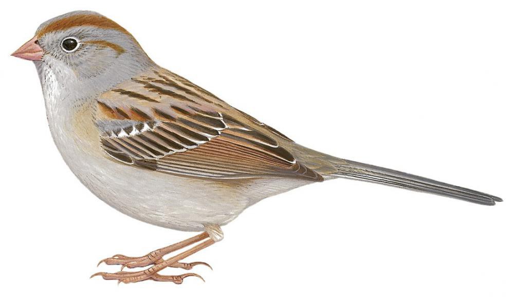 Field Sparrow / Spizella pusilla