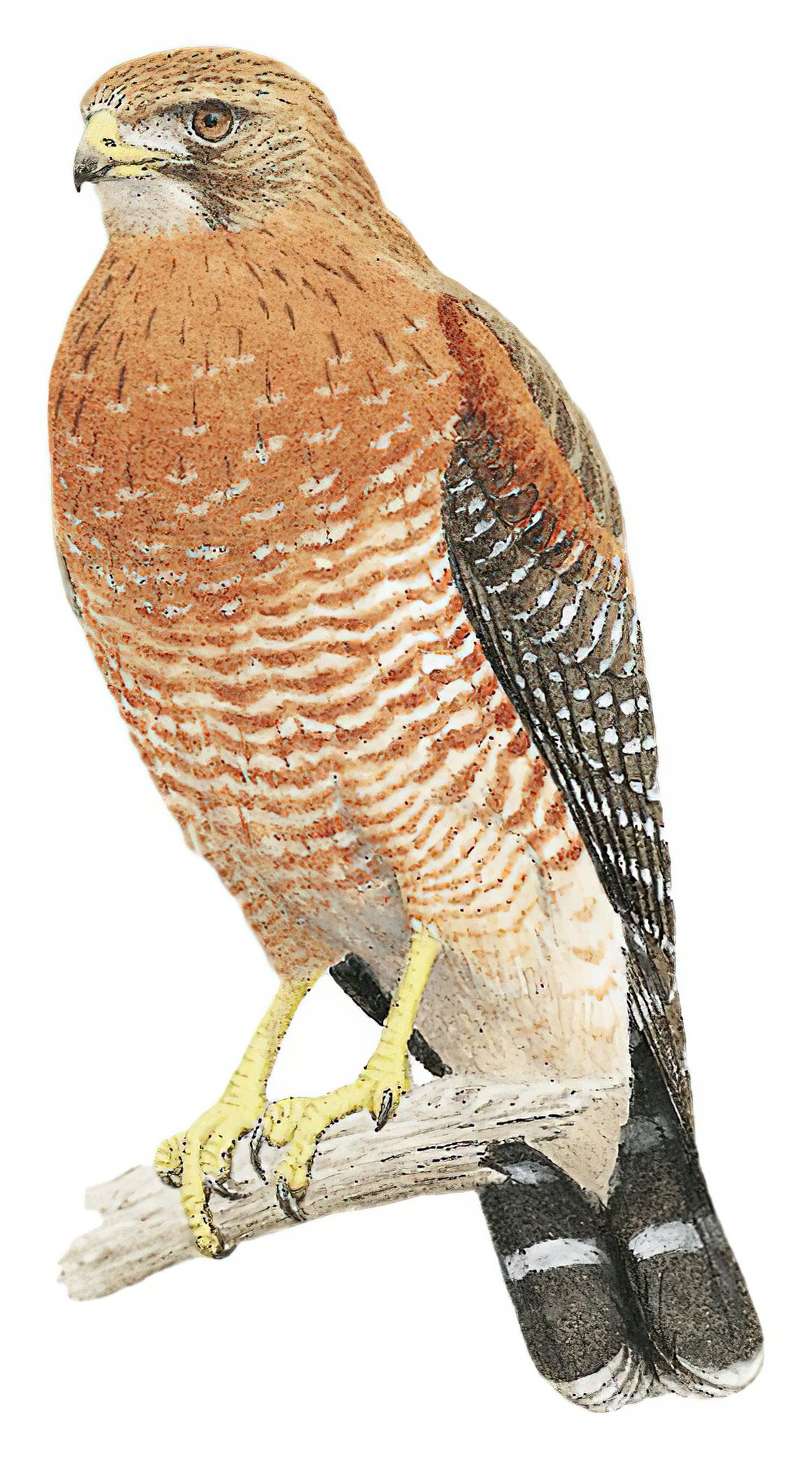 Red-shouldered Hawk / Buteo lineatus