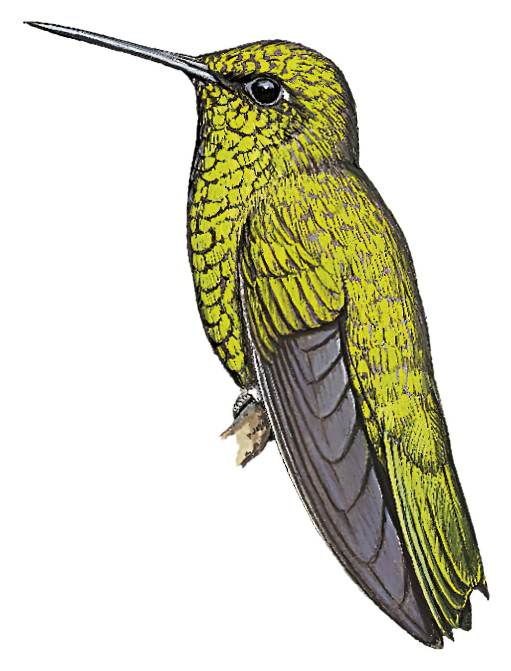 Narrow-tailed Emerald / Chlorostilbon stenurus