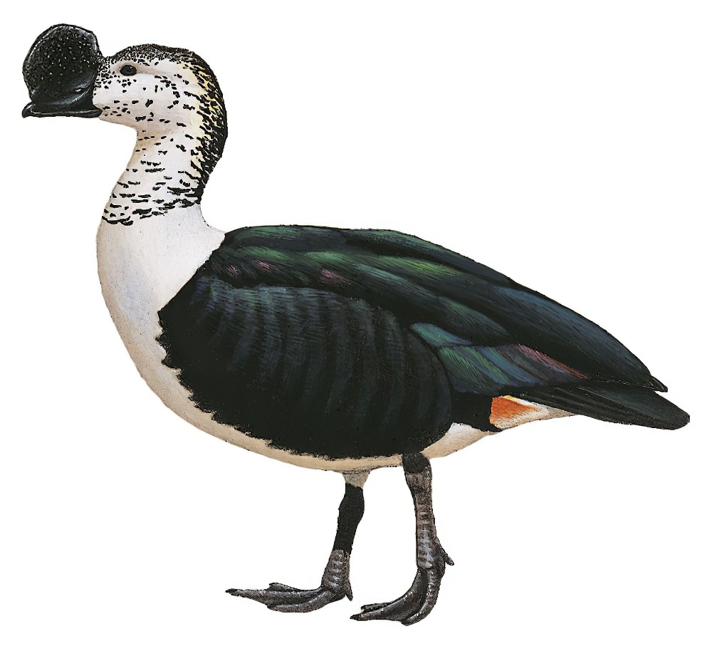 Comb Duck / Sarkidiornis sylvicola