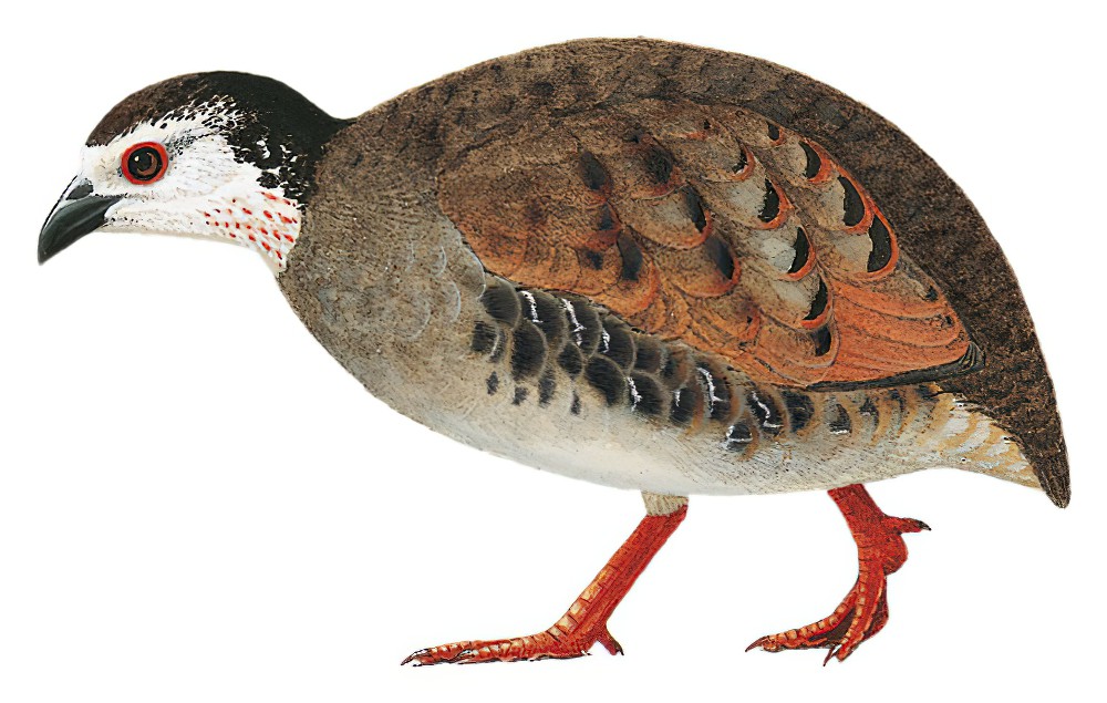 Gray-breasted Partridge / Arborophila orientalis