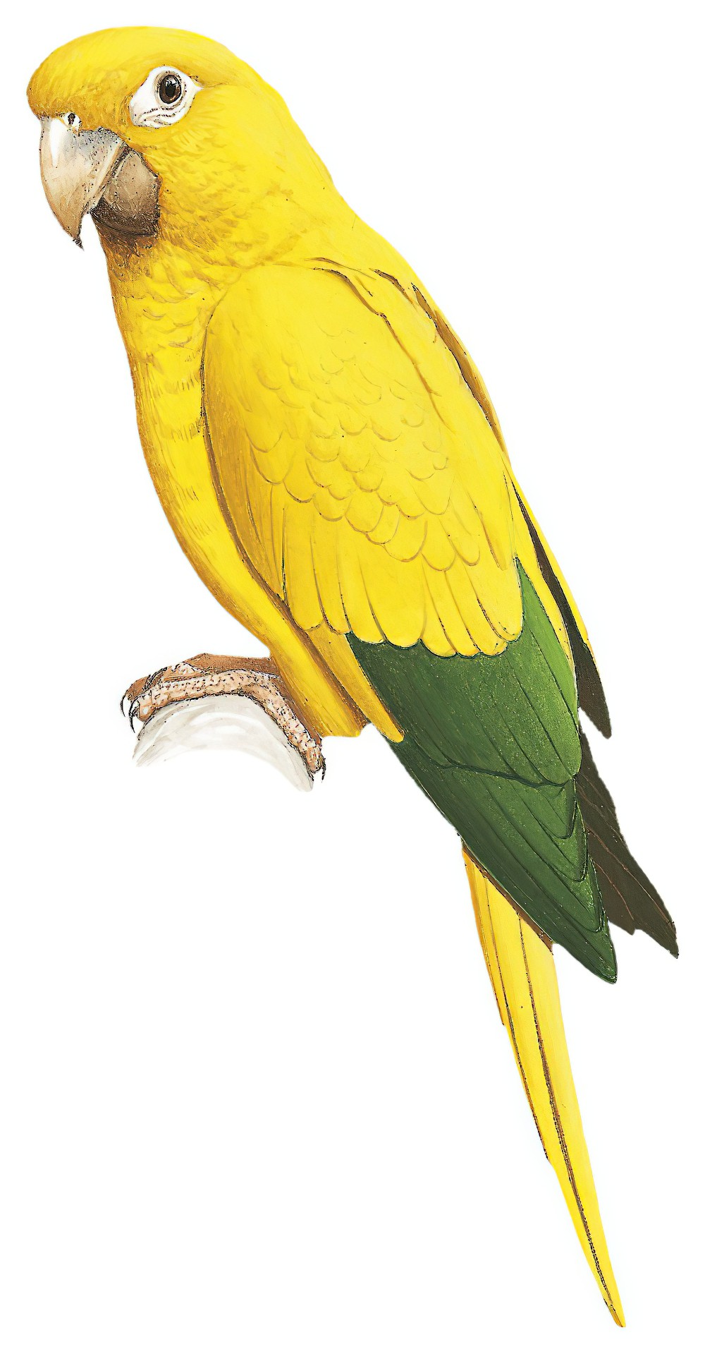 Golden Parakeet / Guaruba guarouba