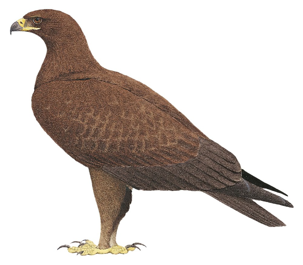 Indian Spotted Eagle / Clanga hastata