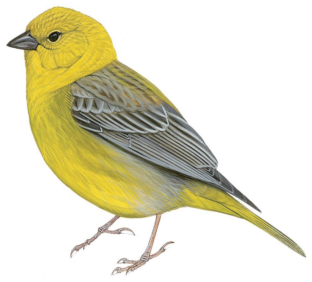 Greater Yellow-Finch / Sicalis auriventris