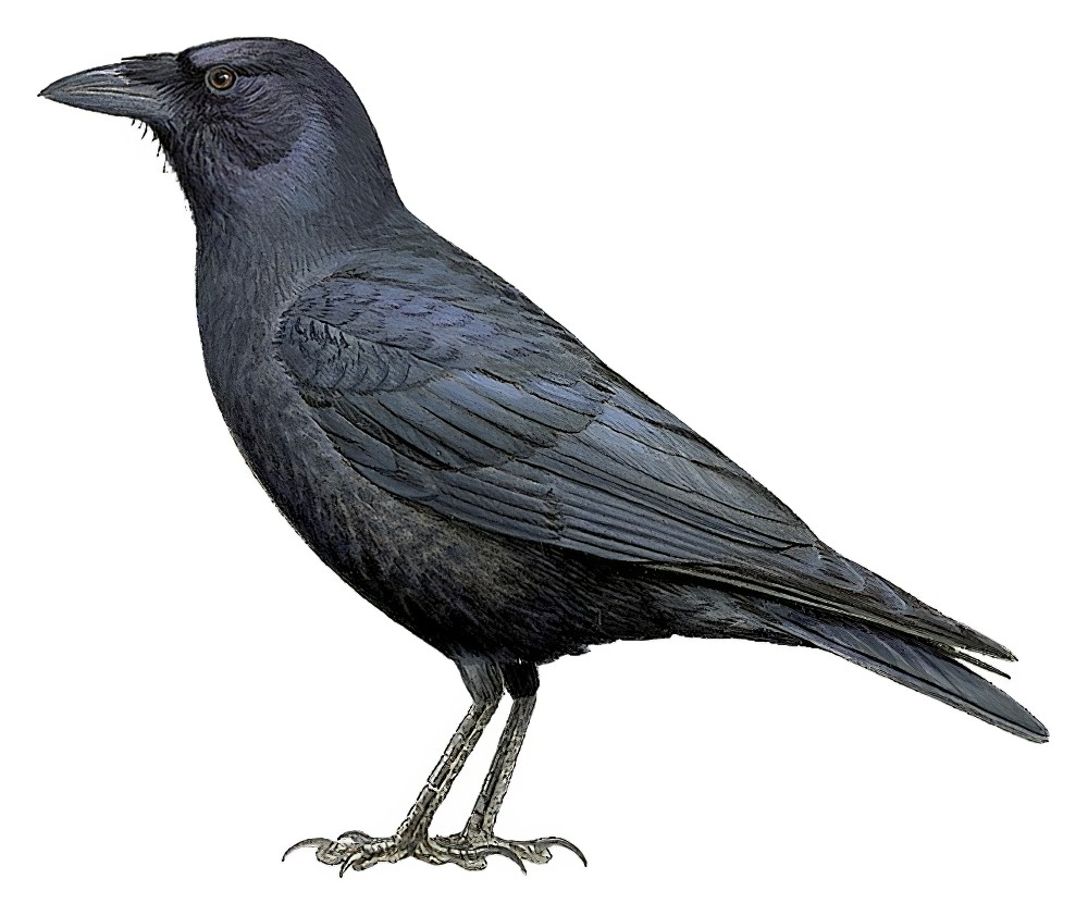 Palm Crow / Corvus palmarum