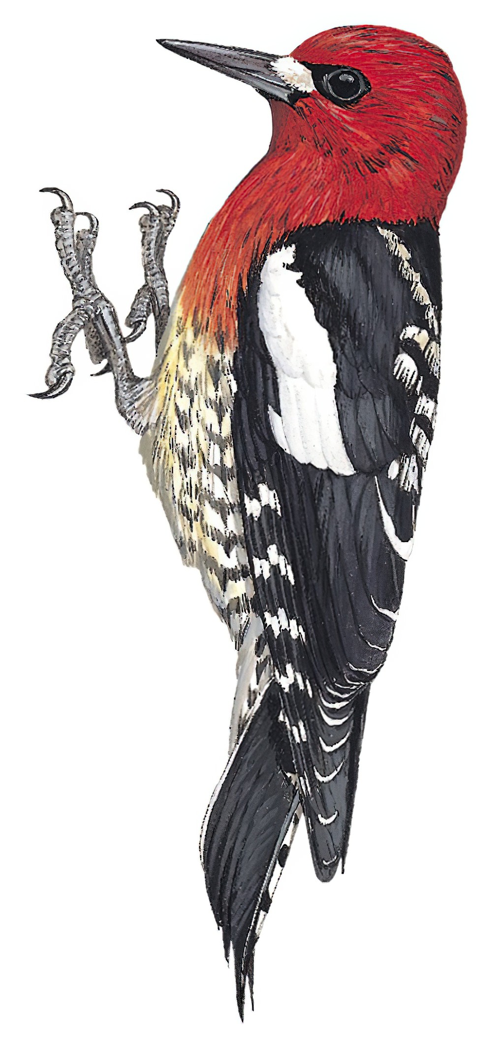 Red-breasted Sapsucker / Sphyrapicus ruber
