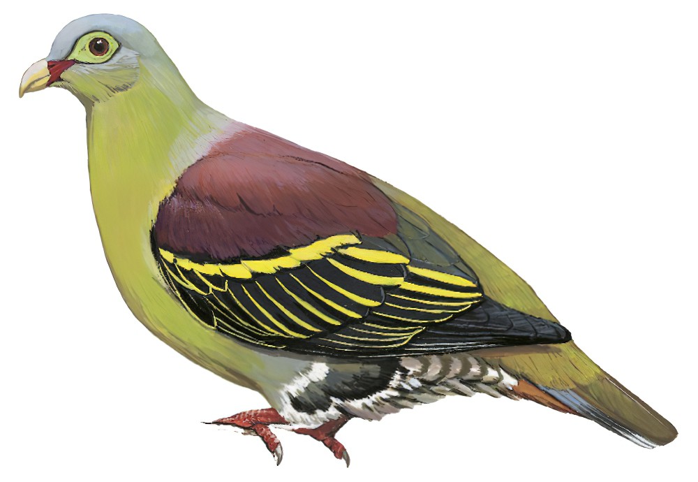Thick-billed Green-Pigeon / Treron curvirostra