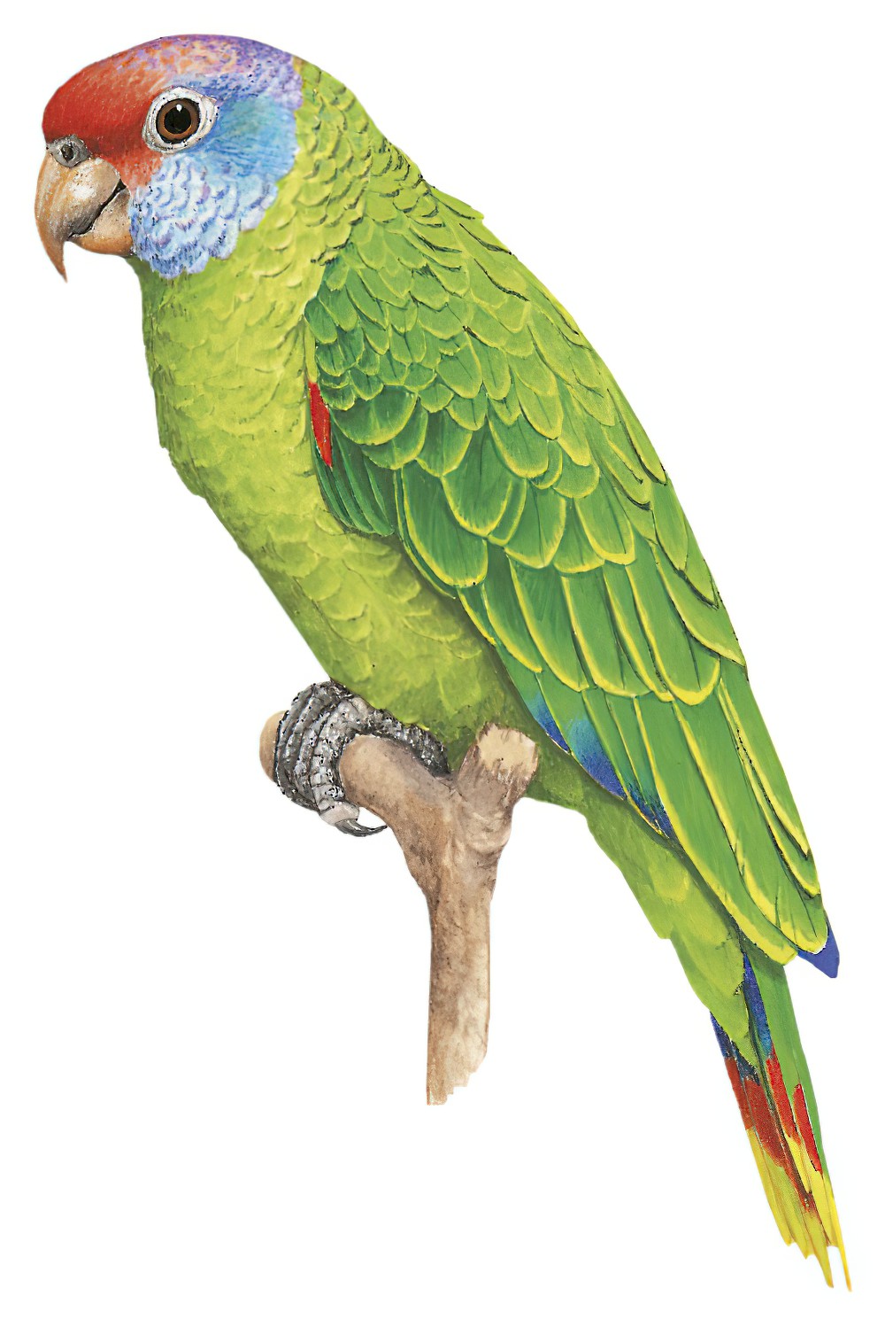 Red-tailed Parrot / Amazona brasiliensis