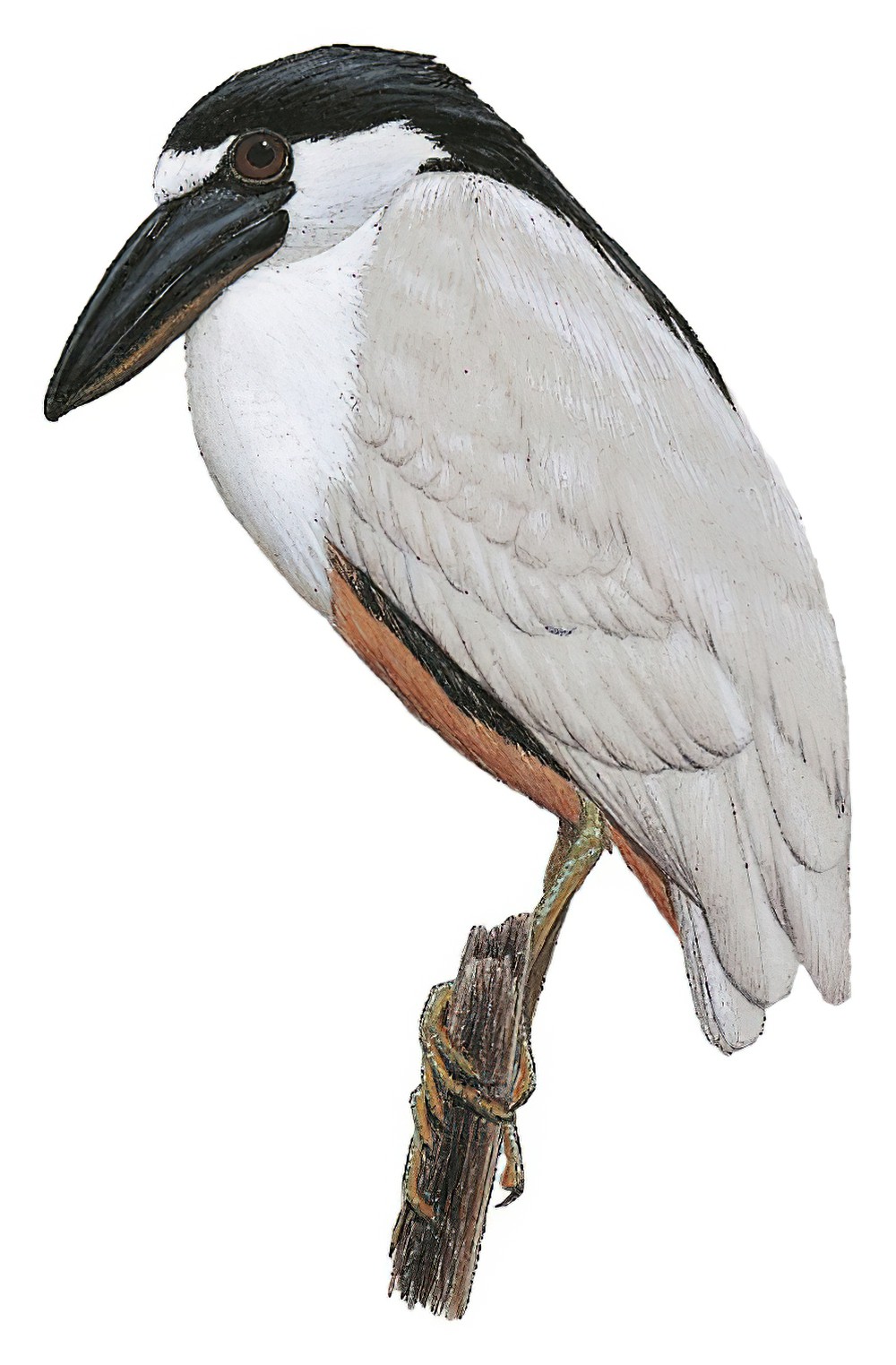 Boat-billed Heron / Cochlearius cochlearius
