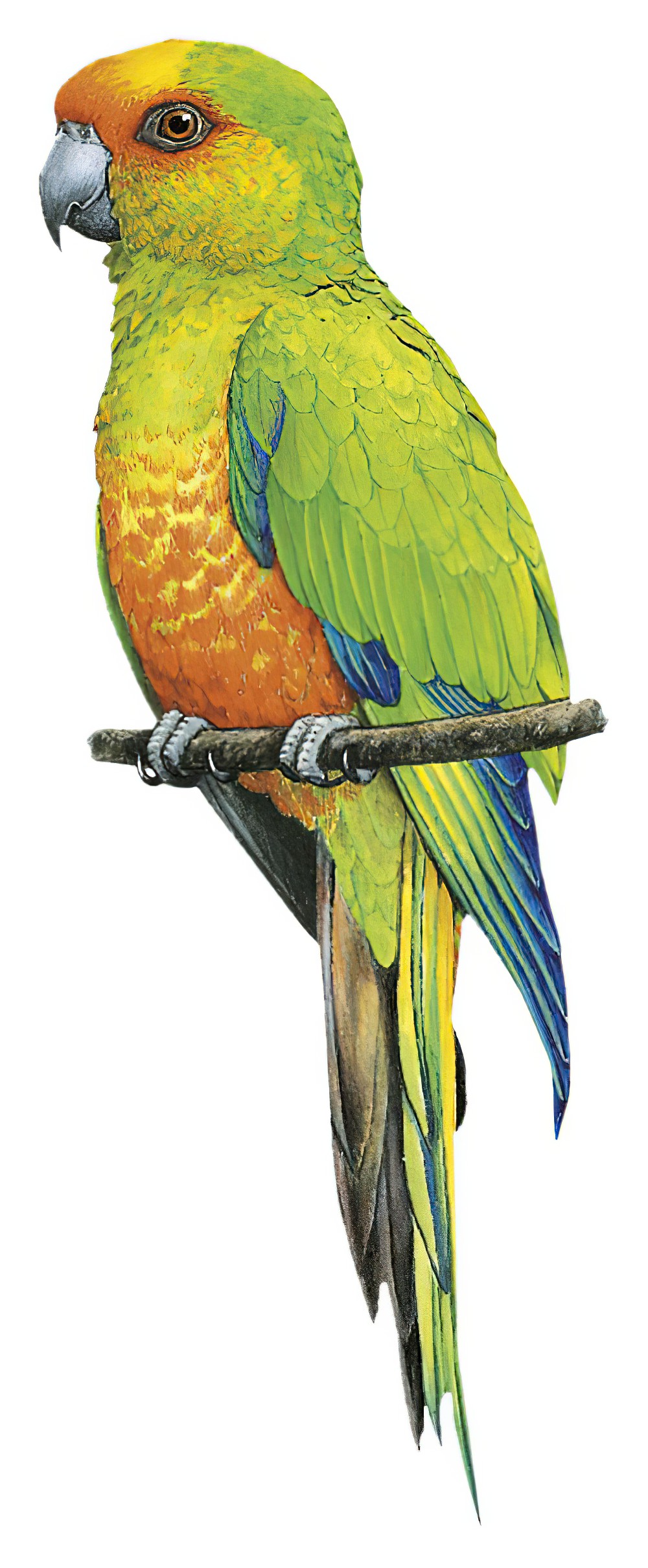 Golden-capped Parakeet / Aratinga auricapillus