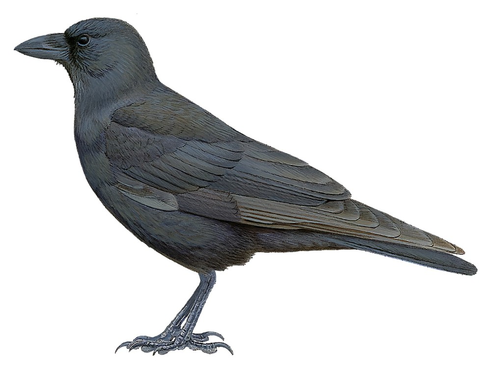 Hawaiian Crow / Corvus hawaiiensis