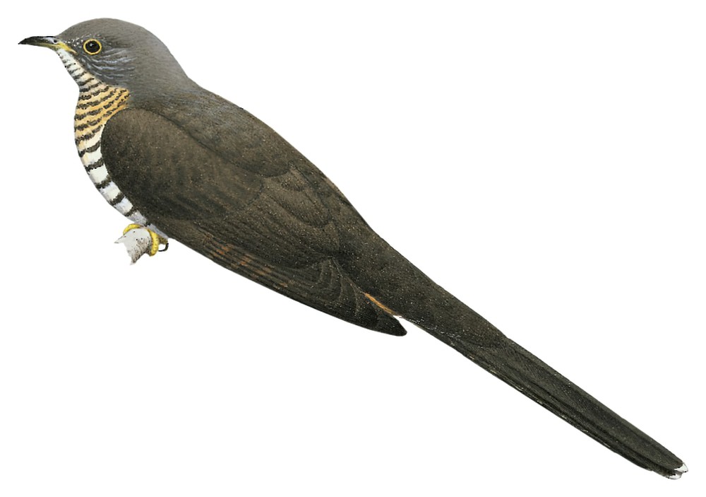 Olive Long-tailed Cuckoo / Cercococcyx olivinus