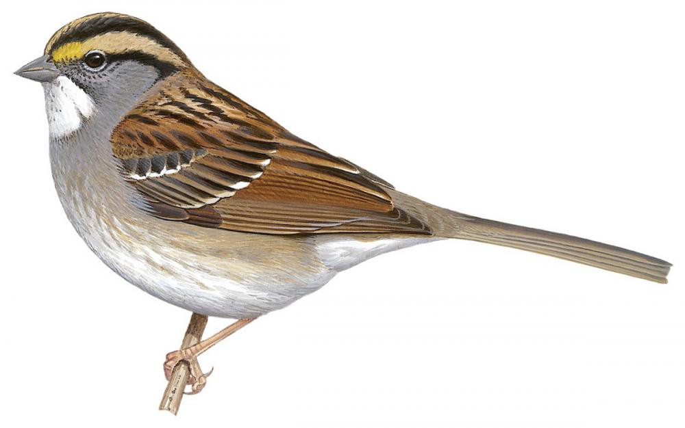 White-throated Sparrow / Zonotrichia albicollis