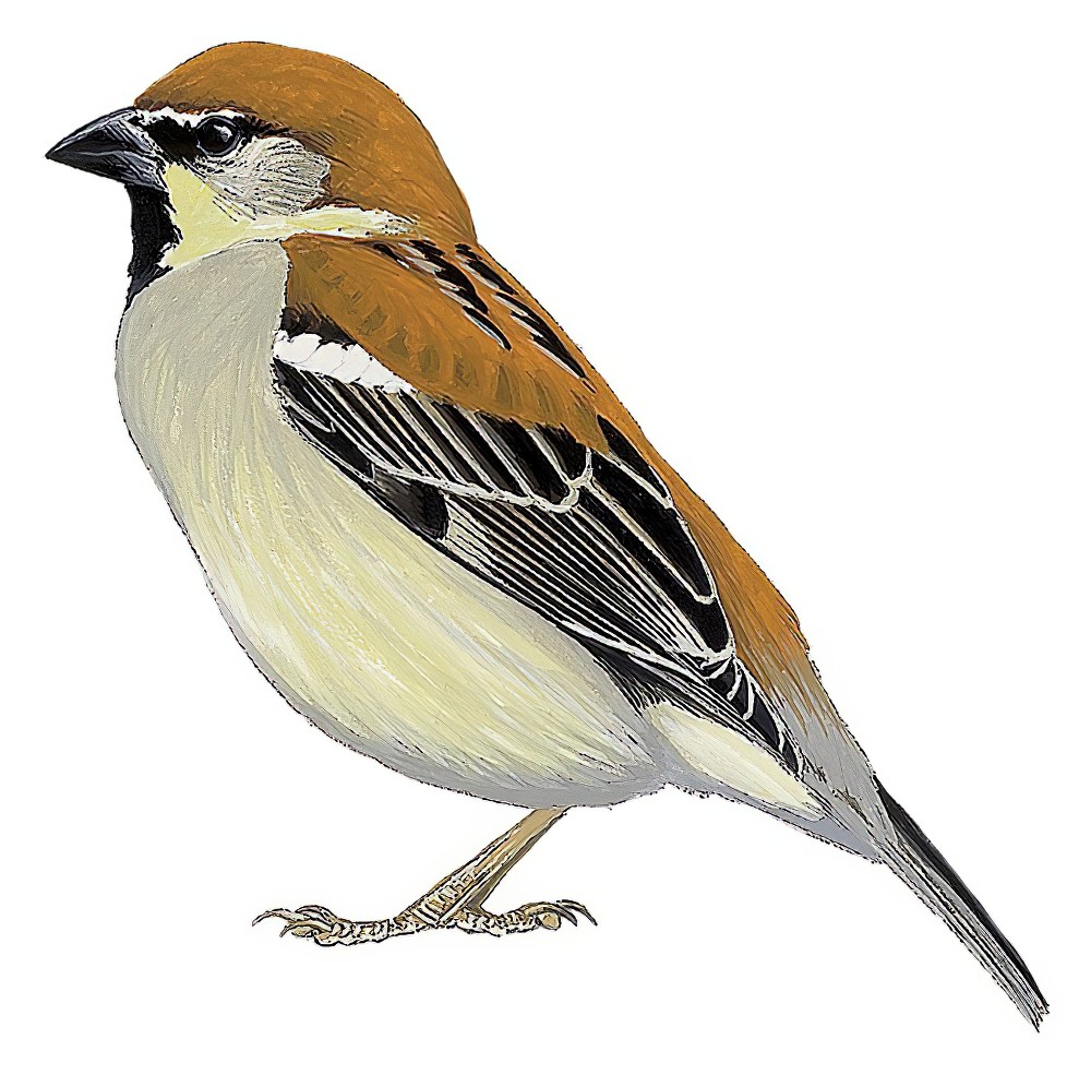 Russet Sparrow / Passer cinnamomeus