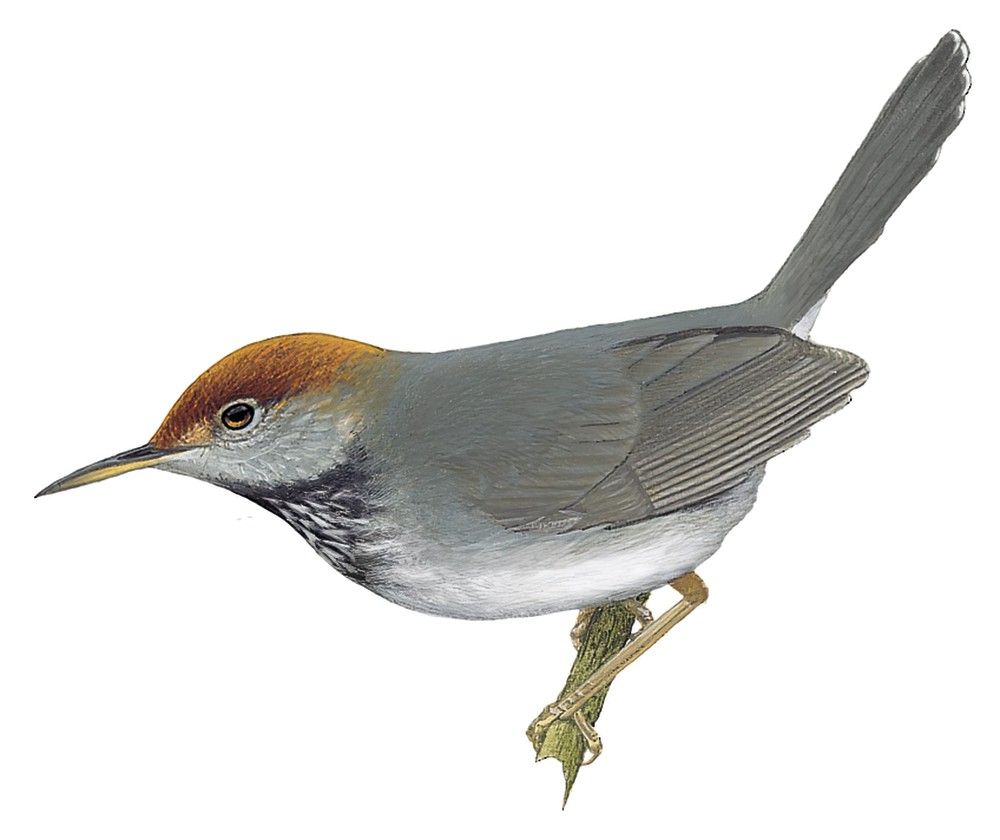 Cambodian Tailorbird / Orthotomus chaktomuk