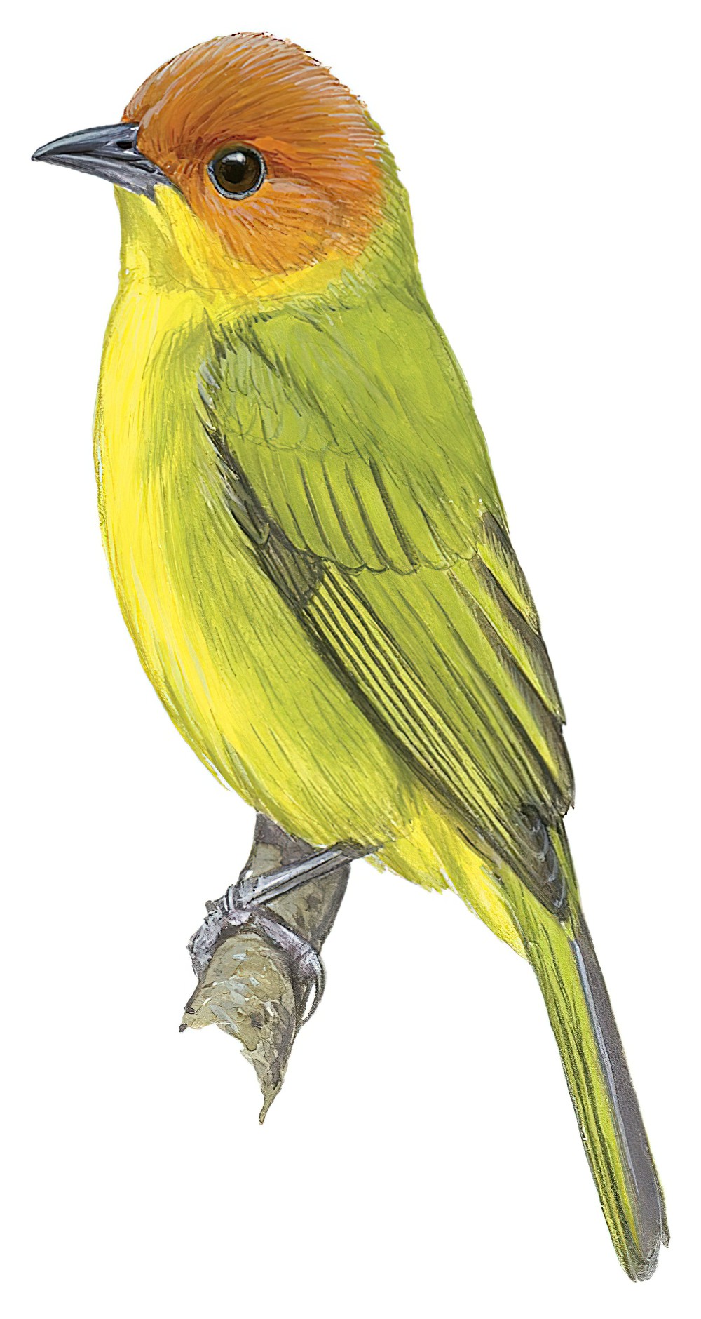 Rust-and-yellow Tanager / Thlypopsis ruficeps