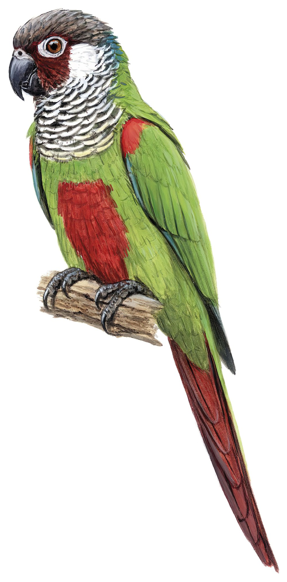 Gray-breasted Parakeet / Pyrrhura griseipectus