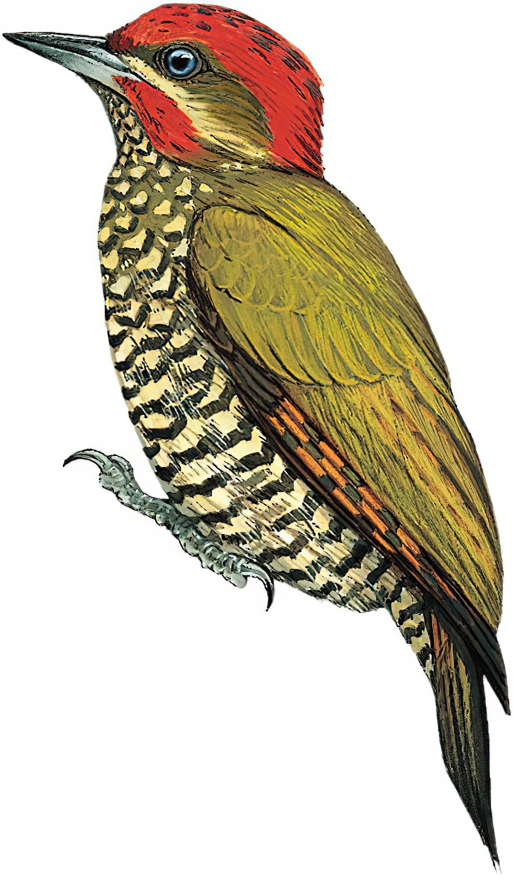 Stripe-cheeked Woodpecker / Piculus callopterus