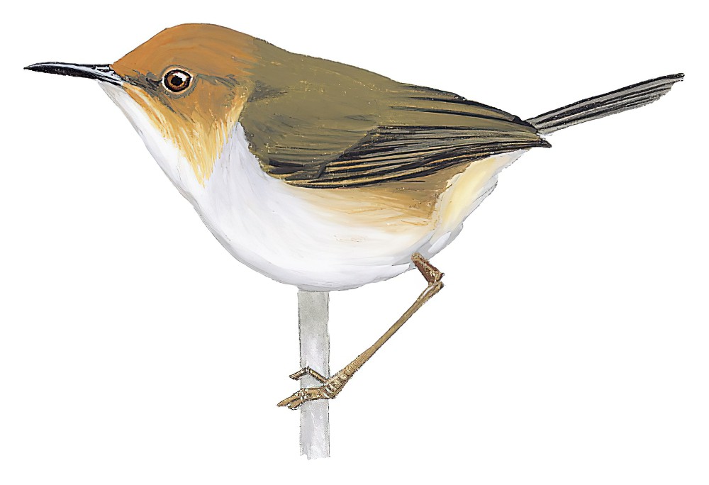African Tailorbird / Artisornis metopias