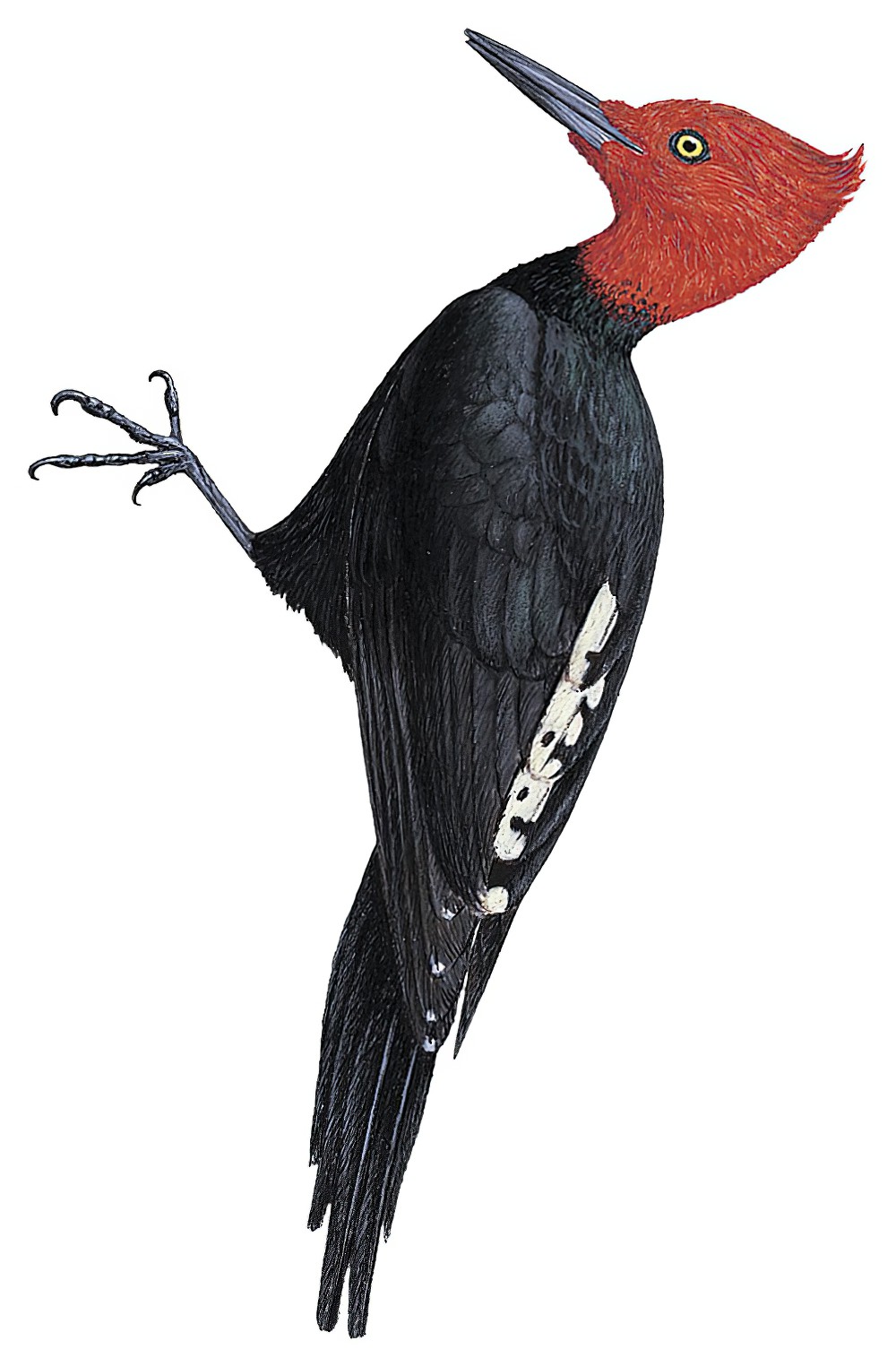 Magellanic Woodpecker / Campephilus magellanicus