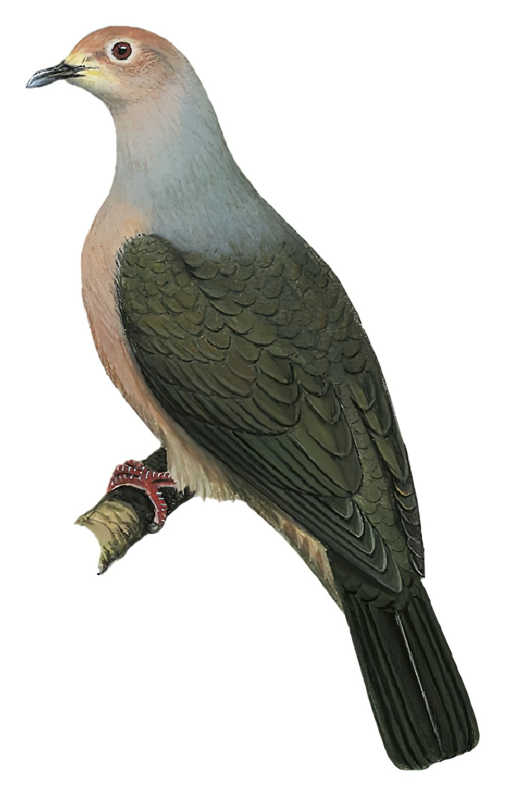 Gray Imperial-Pigeon / Ducula pickeringii