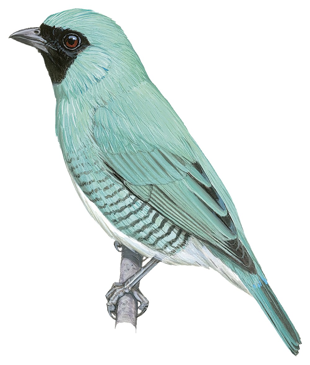 Swallow Tanager / Tersina viridis