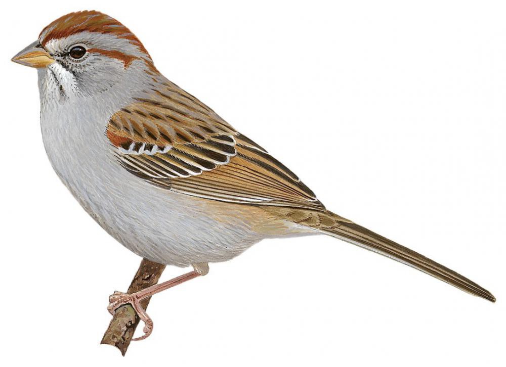 Rufous-winged Sparrow / Peucaea carpalis