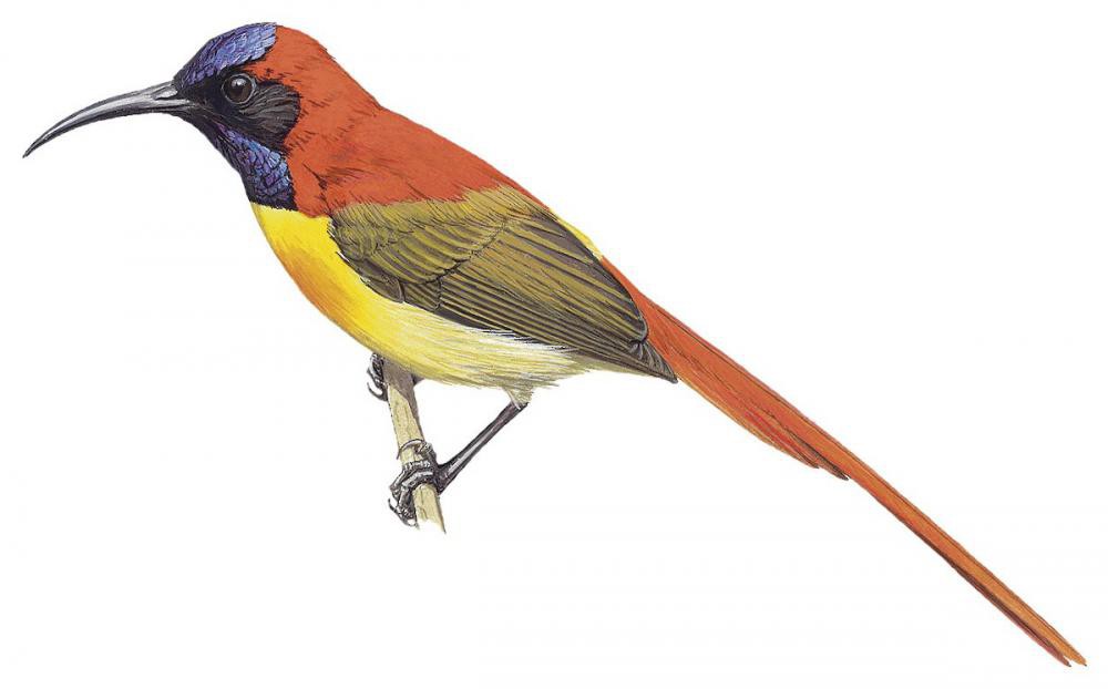 Fire-tailed Sunbird / Aethopyga ignicauda