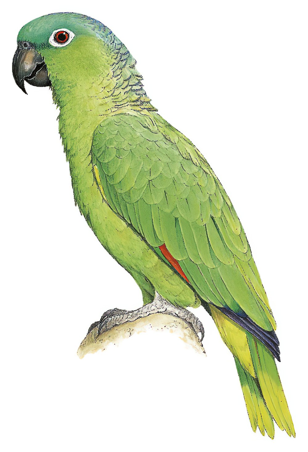 Mealy Parrot / Amazona farinosa