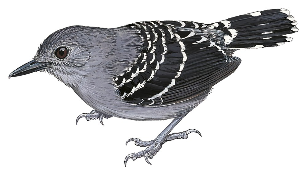 Common Scale-backed Antbird / Willisornis poecilinotus