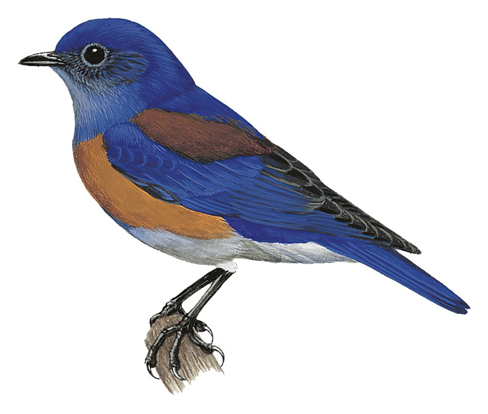 Western Bluebird / Sialia mexicana