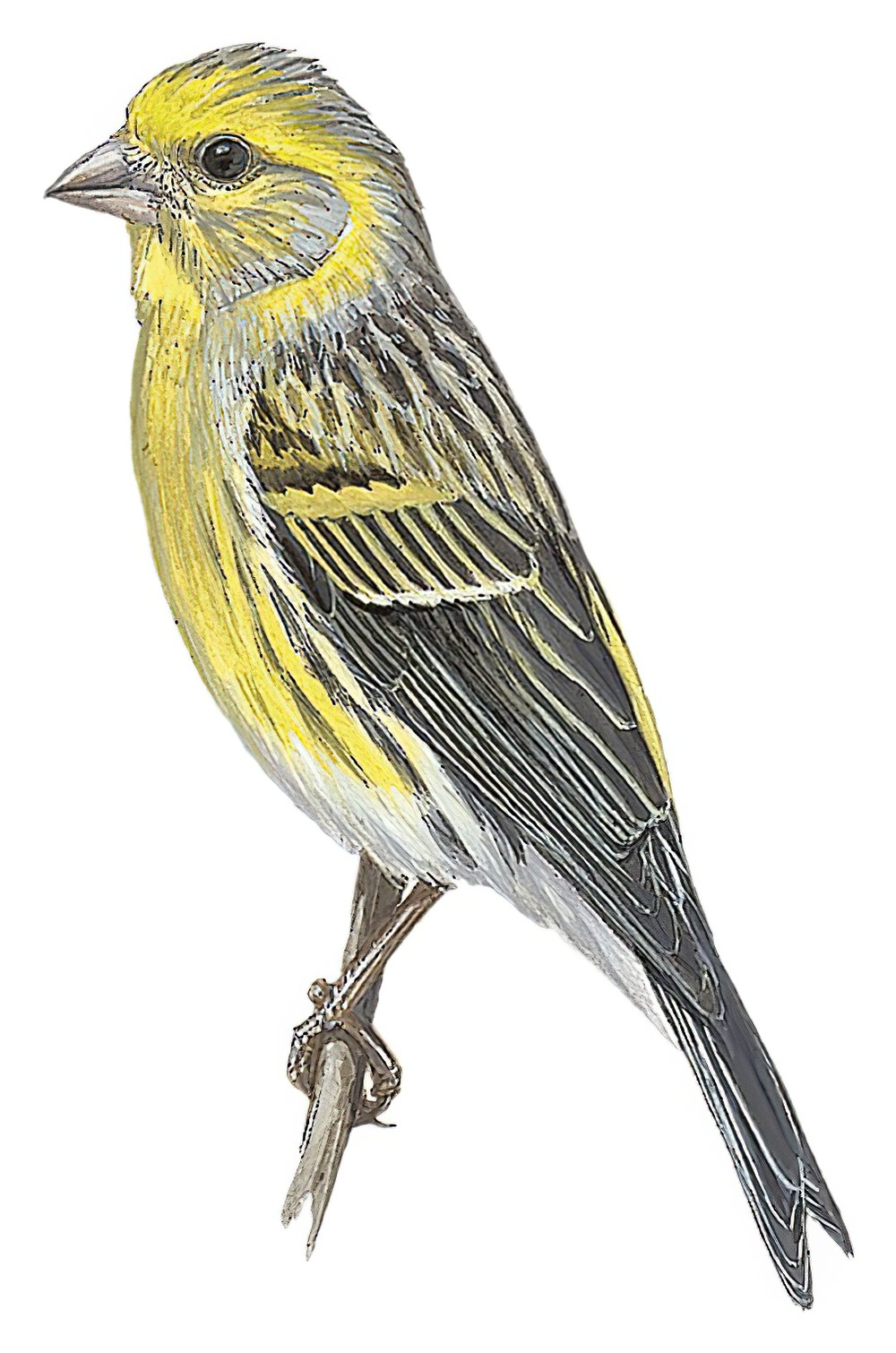 Island Canary / Serinus canaria