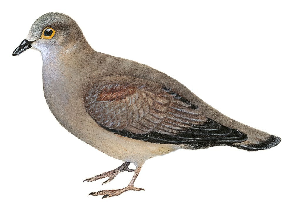 Golden-spotted Ground Dove / Metriopelia aymara