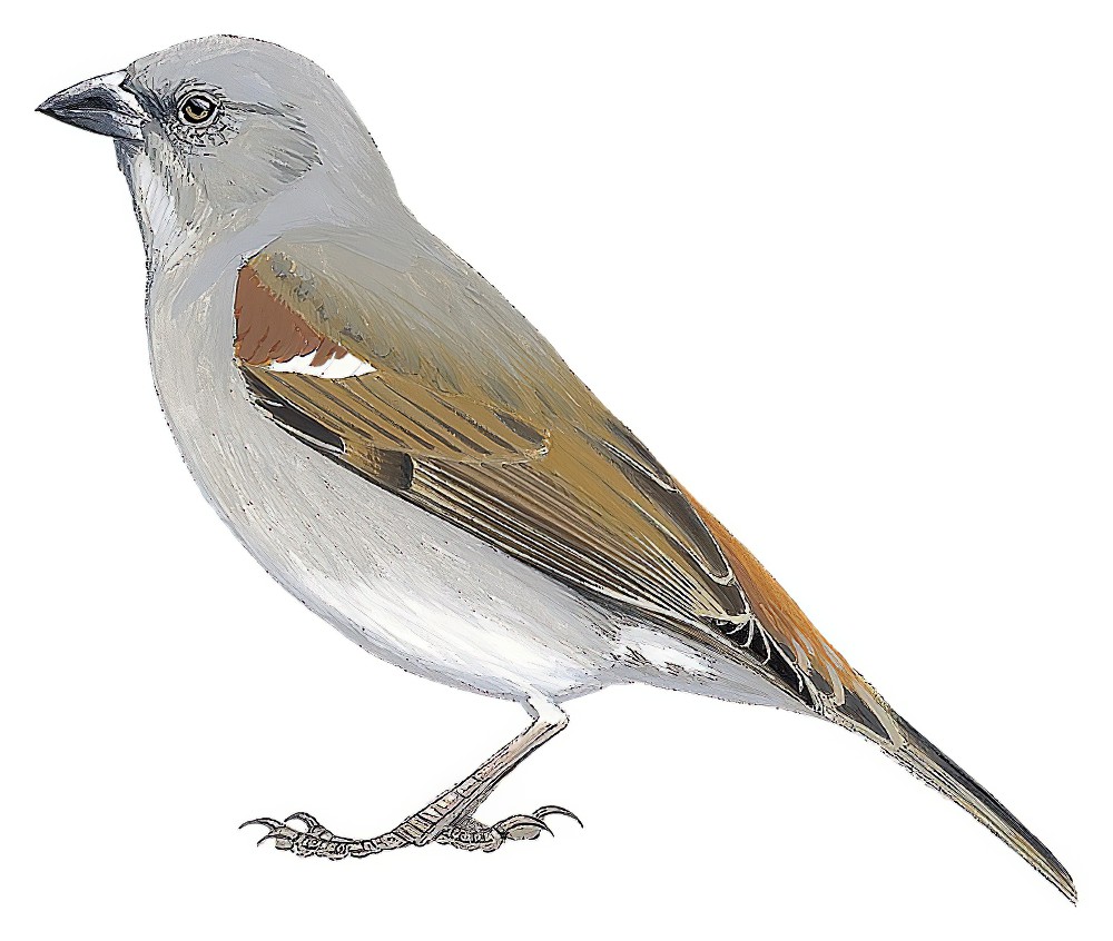 Swahili Sparrow / Passer suahelicus