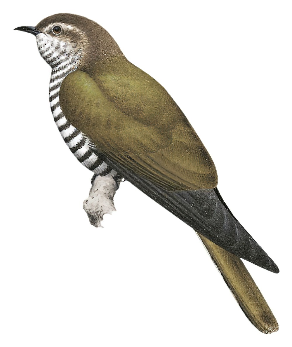 Shining Bronze-Cuckoo / Chrysococcyx lucidus
