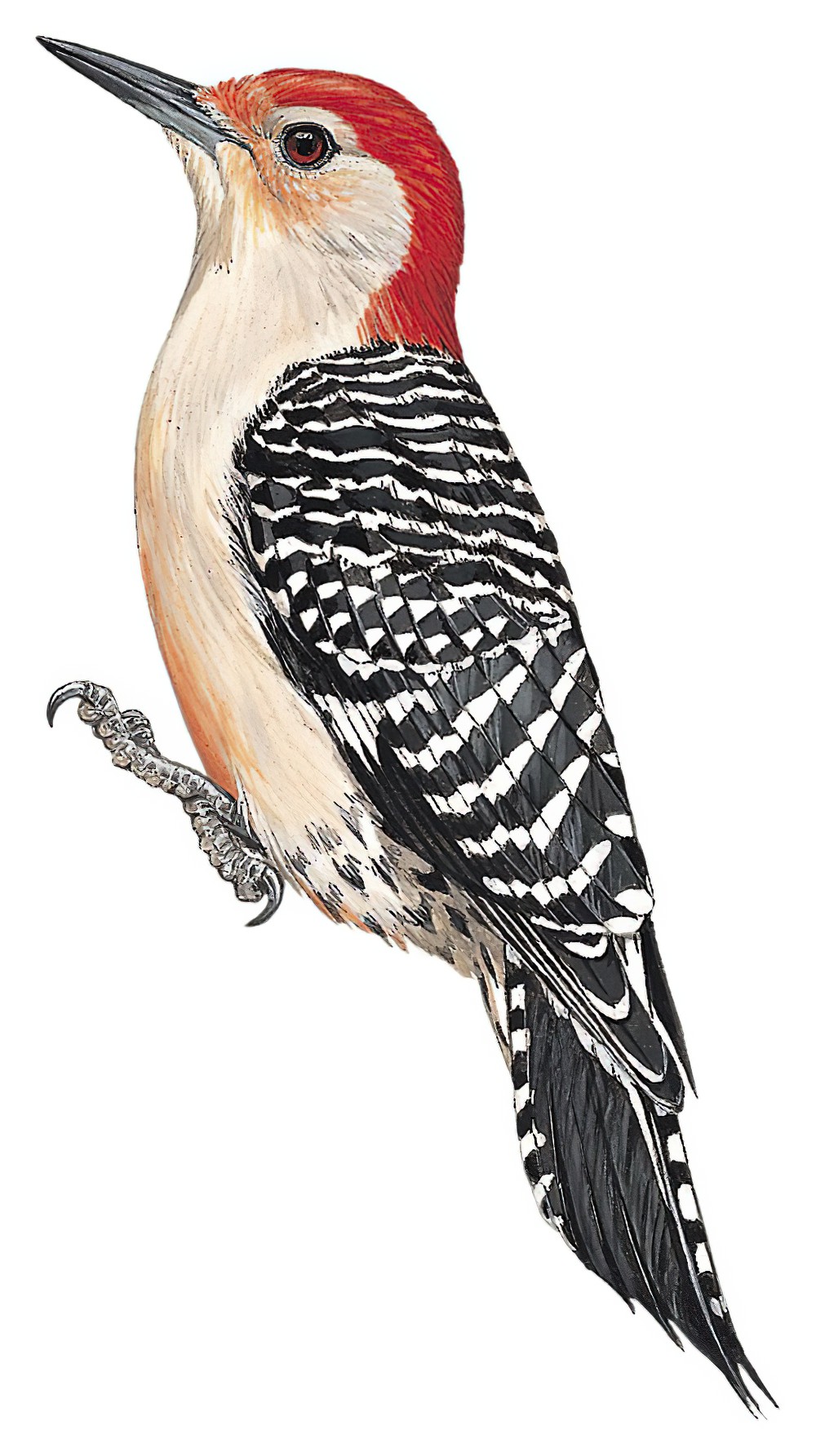 Red-bellied Woodpecker / Melanerpes carolinus
