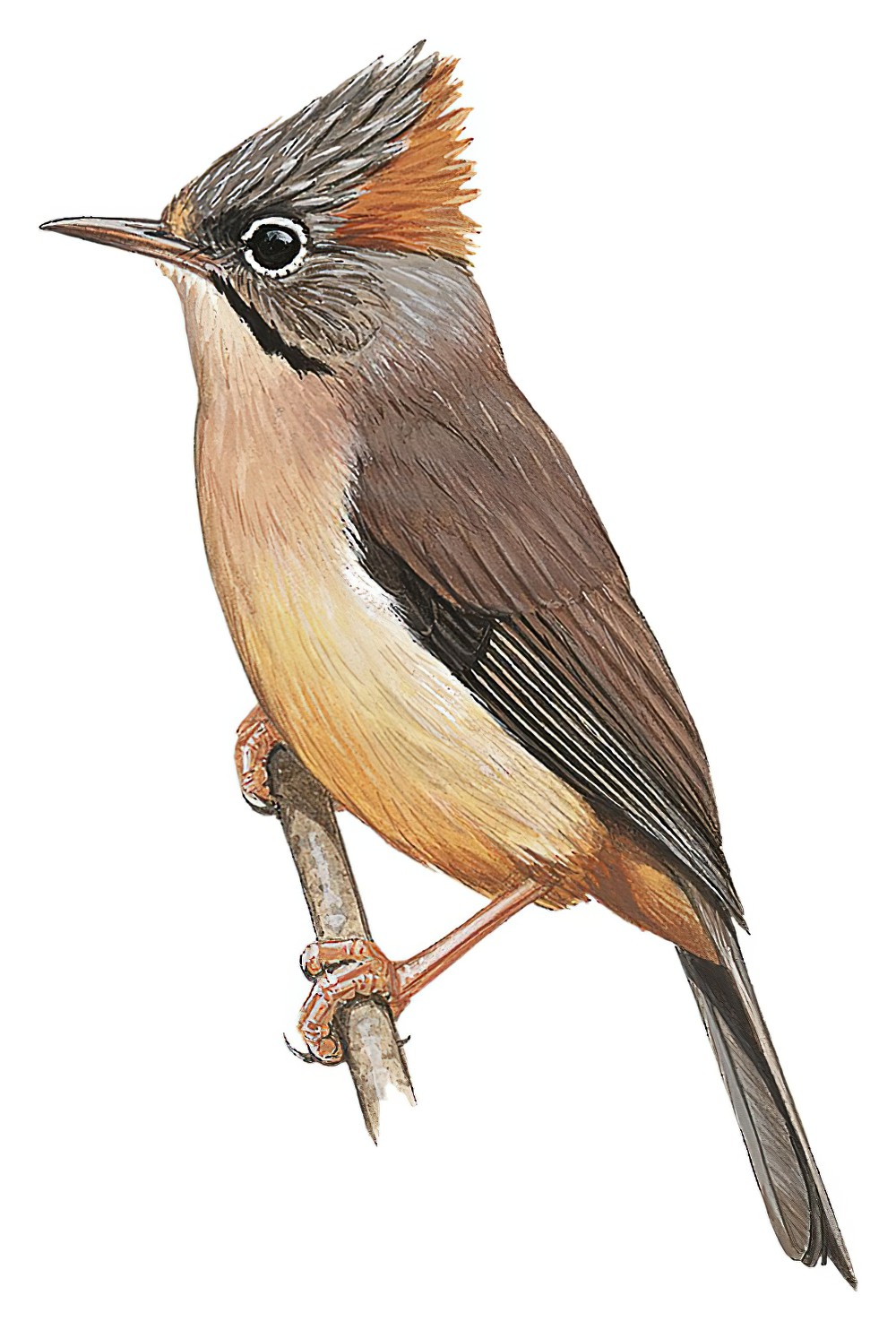 Rufous-vented Yuhina / Yuhina occipitalis