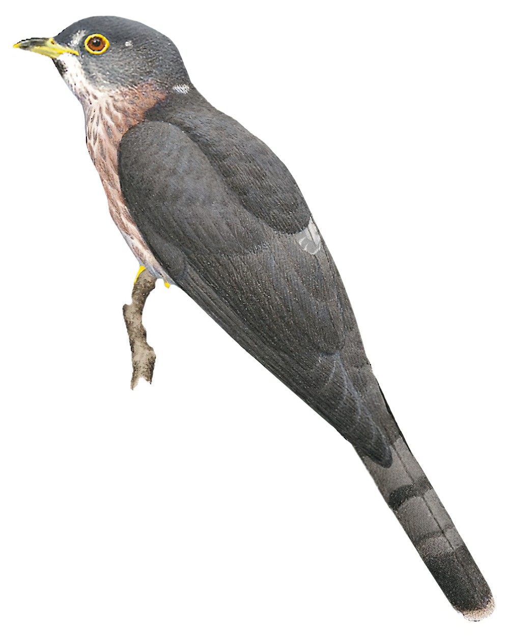 Hodgson\'s Hawk-Cuckoo / Hierococcyx nisicolor