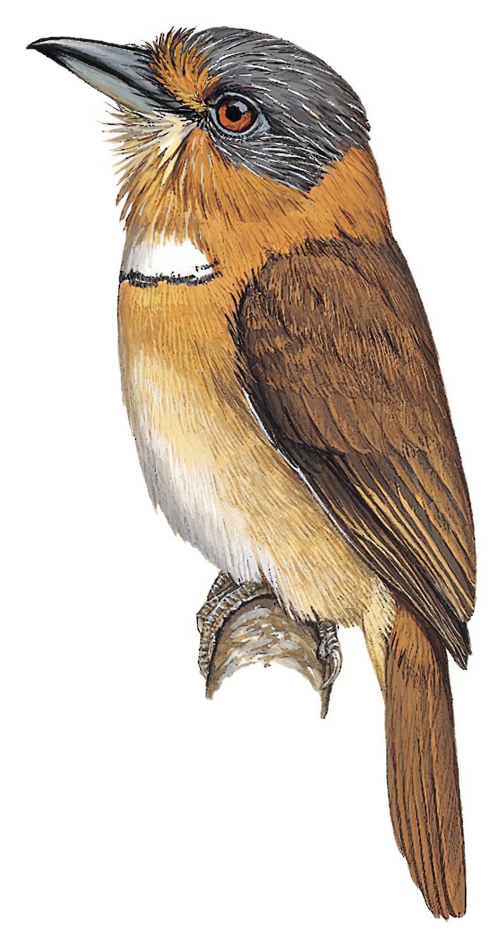 Rufous-necked Puffbird / Malacoptila rufa