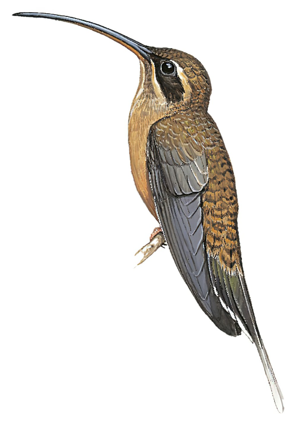 Long-tailed Hermit / Phaethornis superciliosus
