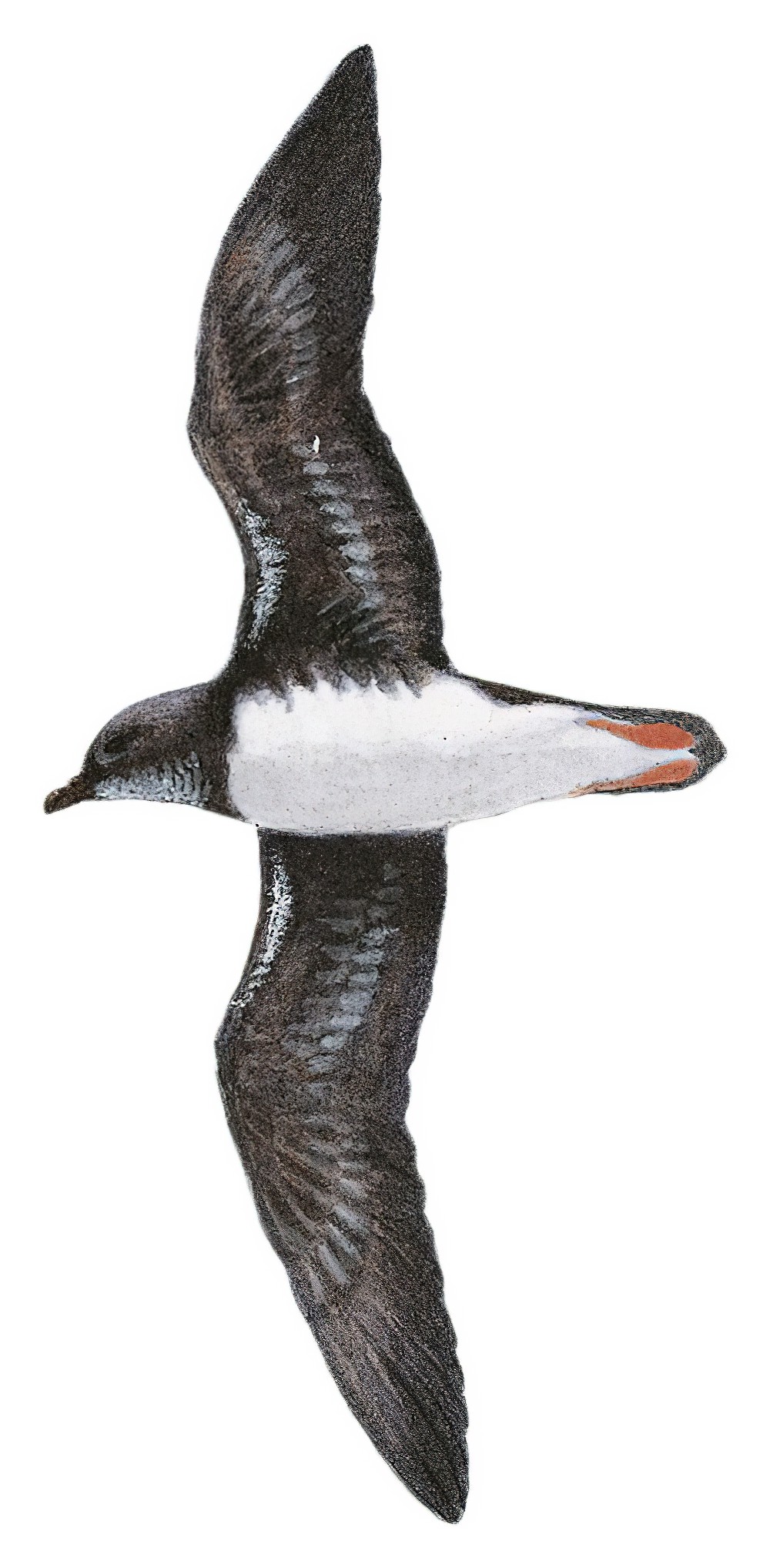 Phoenix Petrel / Pterodroma alba