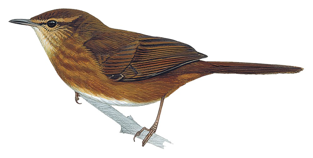 Bangwa Warbler / Bradypterus bangwaensis