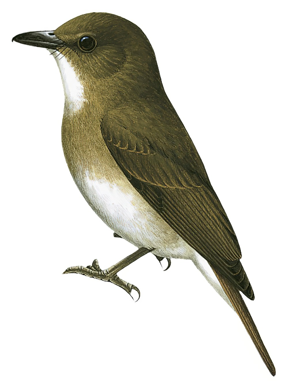 Negros Jungle-Flycatcher / Vauriella albigularis