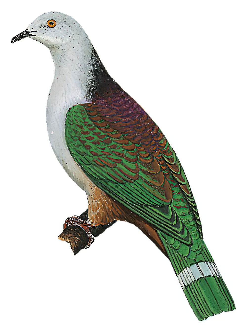 Gray-headed Imperial-Pigeon / Ducula radiata