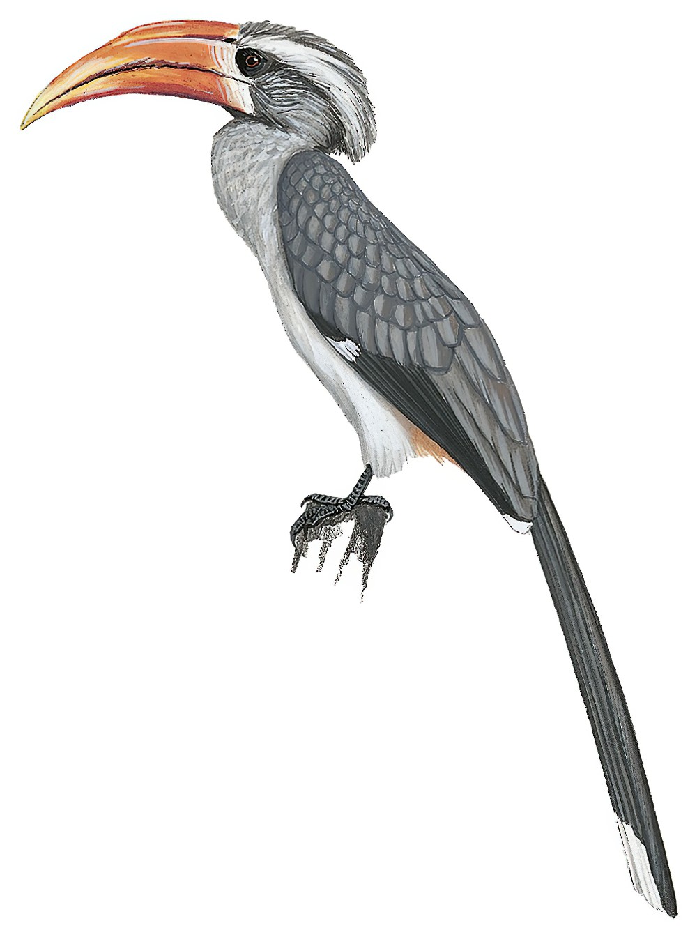 Malabar Gray Hornbill / Ocyceros griseus
