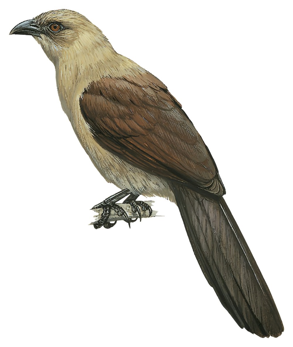 Andaman Coucal / Centropus andamanensis